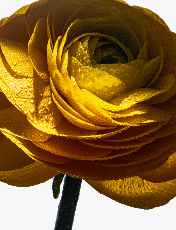 OIO_WWW_2550x3333_3d077a25-e261-4b32-94ea-040f3dbd6e6c_612x